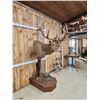 Image 5 : Red Stag Pedestal Taxidermy Mount