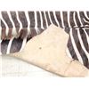 Image 4 : African Plains Zebra Soft Tanned Skin