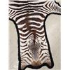 Image 5 : African Plains Zebra Rug Taxidermy
