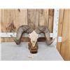 Image 1 : Giant Reproduction Desert Bighorn Sheep Skull Taxidermy