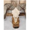 Image 2 : Giant Reproduction Desert Bighorn Sheep Skull Taxidermy