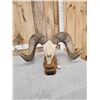 Image 8 : Giant Reproduction Desert Bighorn Sheep Skull Taxidermy