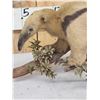 Image 3 : Southern Tamandua Ant Eater Full Body Taxidermy Mount
