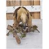 Image 4 : Southern Tamandua Ant Eater Full Body Taxidermy Mount