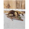 Image 5 : Southern Tamandua Ant Eater Full Body Taxidermy Mount