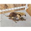 Image 6 : Southern Tamandua Ant Eater Full Body Taxidermy Mount