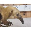Image 7 : Southern Tamandua Ant Eater Full Body Taxidermy Mount