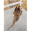 Image 8 : Southern Tamandua Ant Eater Full Body Taxidermy Mount