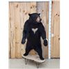 Image 1 : Black Bear Full Body Taxidermy Mount