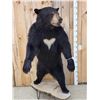 Image 2 : Black Bear Full Body Taxidermy Mount