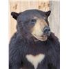 Image 3 : Black Bear Full Body Taxidermy Mount