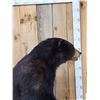 Image 4 : Black Bear Full Body Taxidermy Mount