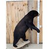 Image 5 : Black Bear Full Body Taxidermy Mount