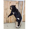 Image 6 : Black Bear Full Body Taxidermy Mount