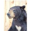 Image 7 : Black Bear Full Body Taxidermy Mount