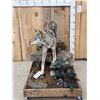 Image 2 : Coyote Full Body Taxidermy Mount