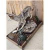 Image 3 : Coyote Full Body Taxidermy Mount