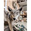Image 5 : Coyote Full Body Taxidermy Mount