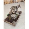 Image 6 : Coyote Full Body Taxidermy Mount