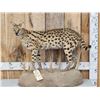 Image 1 : African Serval Cat Full Body Taxidermy Mount