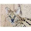Image 2 : African Serval Cat Full Body Taxidermy Mount