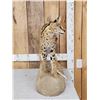 Image 3 : African Serval Cat Full Body Taxidermy Mount