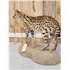 Image 5 : African Serval Cat Full Body Taxidermy Mount
