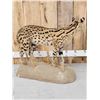 Image 6 : African Serval Cat Full Body Taxidermy Mount