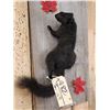 Image 2 : Black Squirrel Full Body Taxidermy Mount