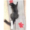 Image 3 : Black Squirrel Full Body Taxidermy Mount