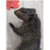 Image 4 : Black Squirrel Full Body Taxidermy Mount