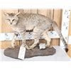 Image 2 : African Wildcat Full Body Taxidermy Mount