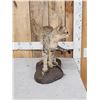 Image 3 : African Wildcat Full Body Taxidermy Mount