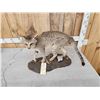 Image 4 : African Wildcat Full Body Taxidermy Mount