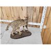 Image 5 : African Wildcat Full Body Taxidermy Mount