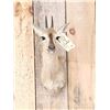 Image 2 : African Duiker Shoulder Mount Taxidermy