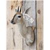 Image 3 : African Duiker Shoulder Mount Taxidermy