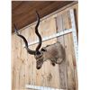 Image 4 : African Kudu Shoulder Mount Taxidermy