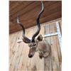 Image 5 : African Kudu Shoulder Mount Taxidermy