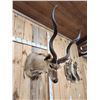 Image 6 : African Kudu Shoulder Mount Taxidermy