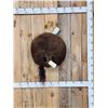 Image 1 : Taxidermy American Bison Buffalo Rump