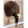 Image 2 : Taxidermy American Bison Buffalo Rump