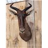 Image 3 : African Topi Shoulder Mount Taxidermy