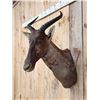 Image 4 : African Topi Shoulder Mount Taxidermy