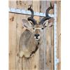 Image 2 : African Kudu Shoulder Mount Taxidermy