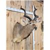 Image 3 : African Kudu Shoulder Mount Taxidermy