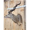 Image 4 : African Kudu Shoulder Mount Taxidermy