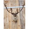 Image 2 : Caribou In Velvet Shoulder Mount Taxidermy