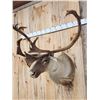 Image 3 : Caribou In Velvet Shoulder Mount Taxidermy