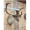 Image 4 : Caribou In Velvet Shoulder Mount Taxidermy
